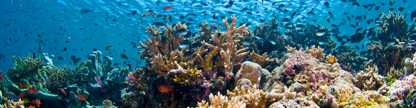 Viaje De Aventura Buceo Isla Sipadan Mar De Celebes Borneo Malasia