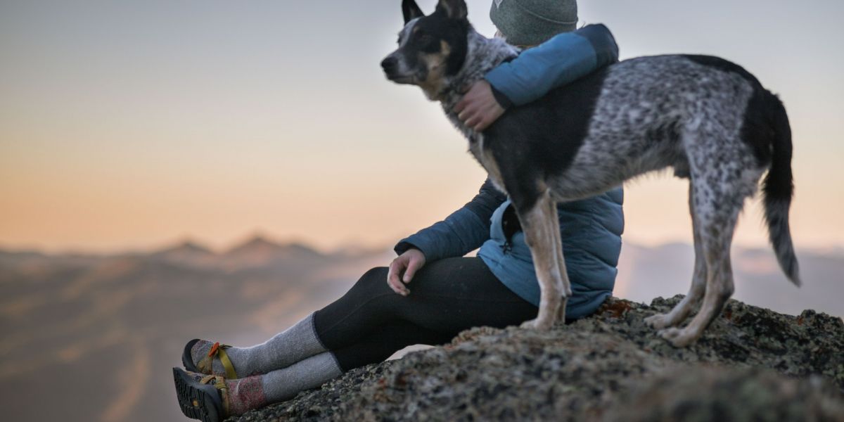 Viajando con Mascotas