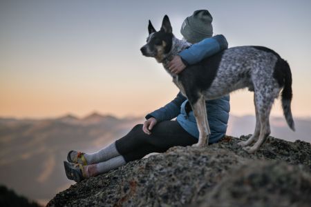 Viajando con Mascotas